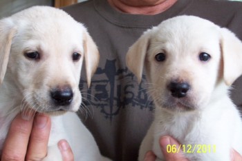 our pups